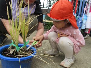 お米の収穫をしました。☆４歳児