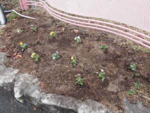 10月21日　緑化活動（お花植え）